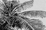 Hawaii Tramps